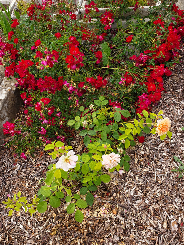 [Image: 20220609-200739.jpg]