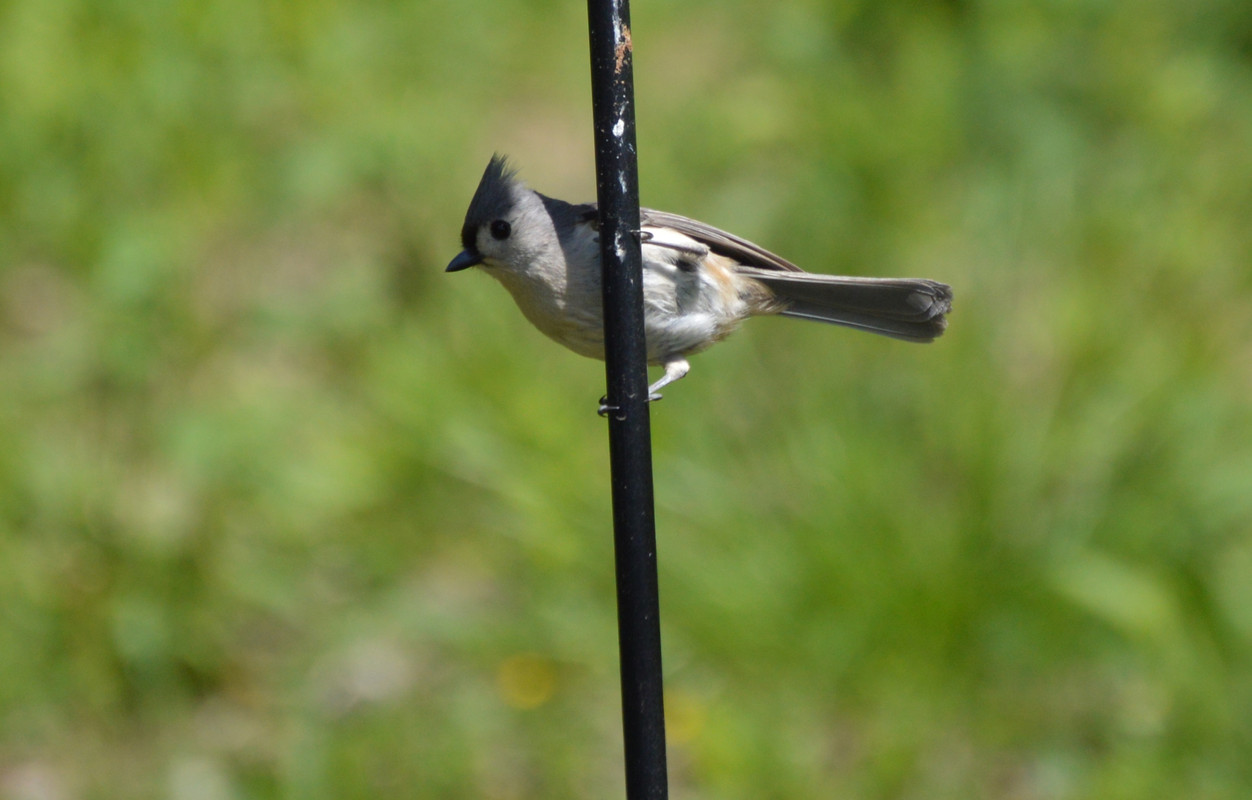 2021-5-6 Tufted Titmouse (10)