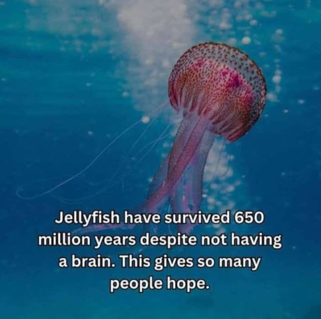 Jellyfish.jpg