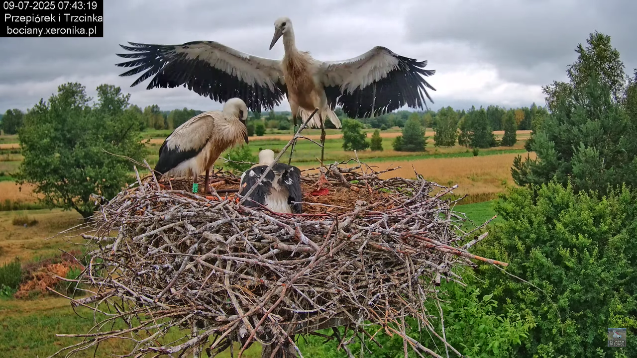 09072025bociany30