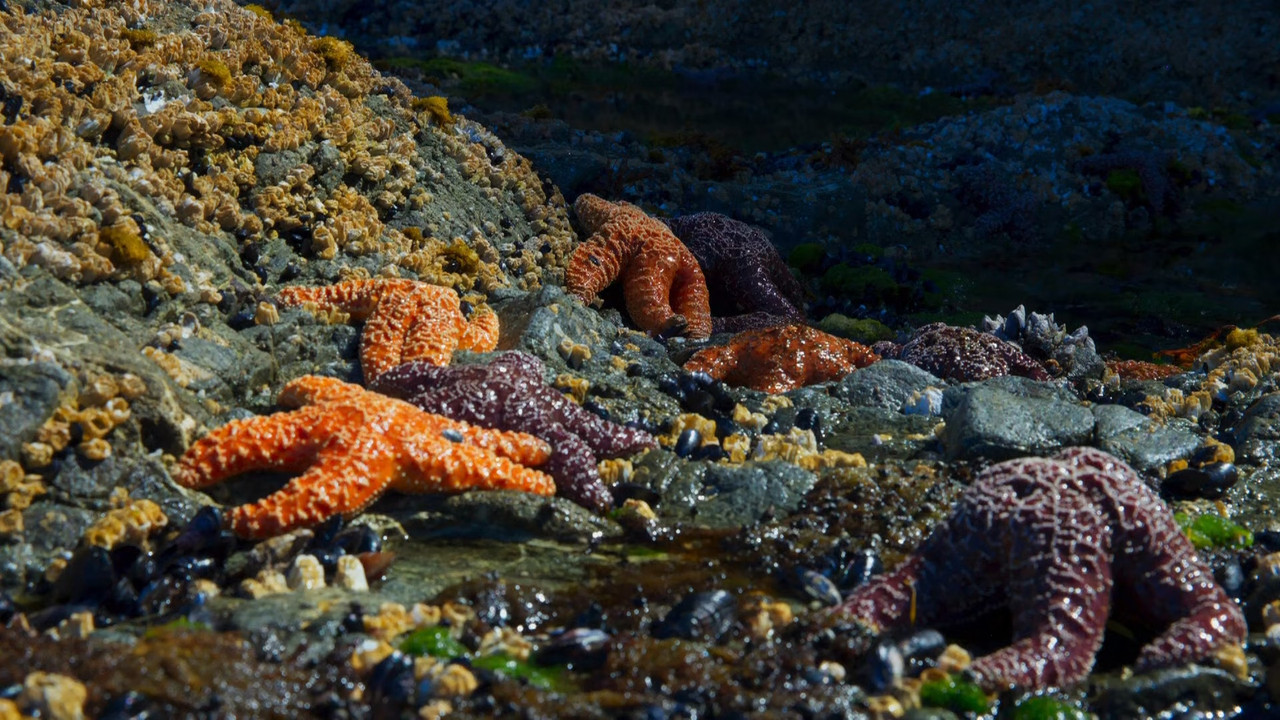 Blue Planet II S01E06 Coasts (1080p x265 10bit Tigole).mkv_snaps