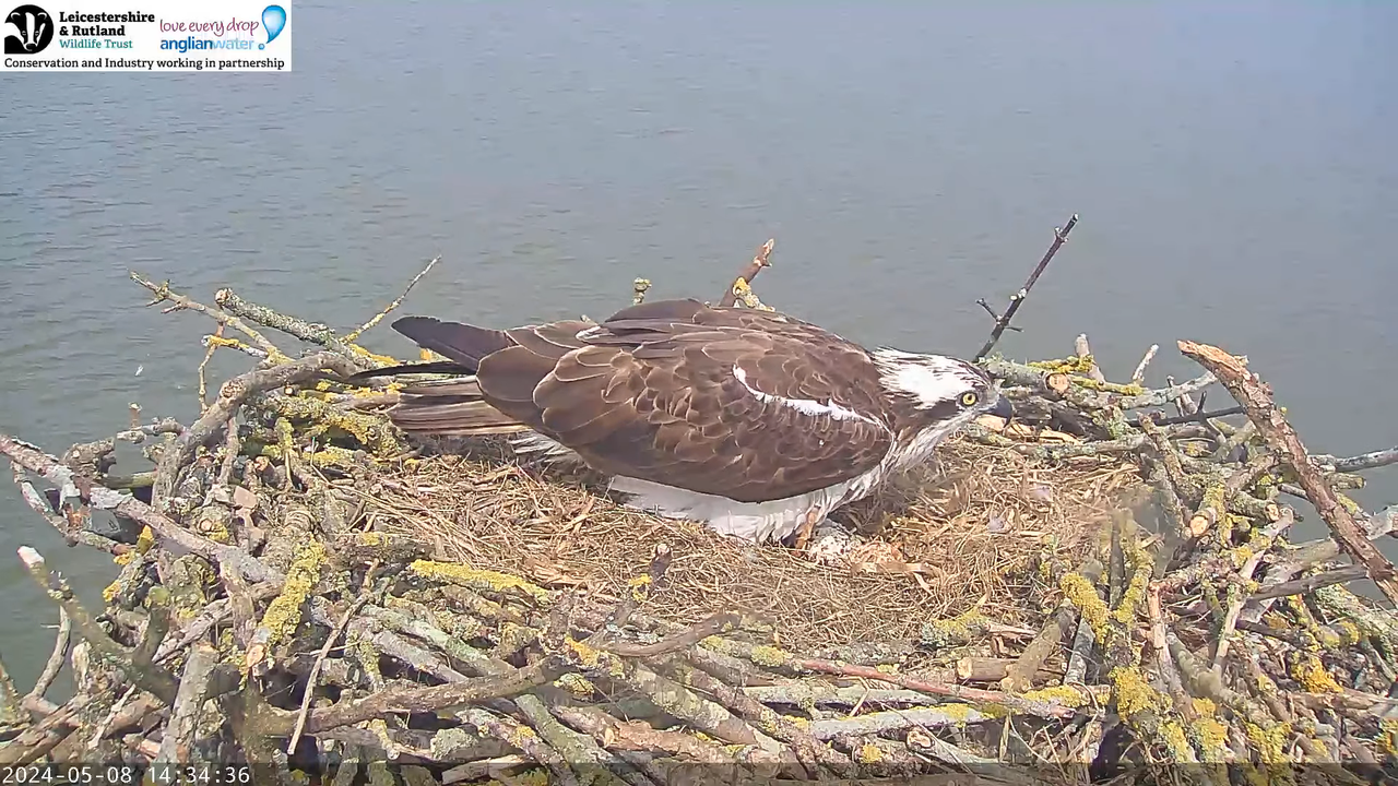 LRWT — Manton Bay Ospreys tiešraides tīmekļa kamera 11-28-46 screenshot