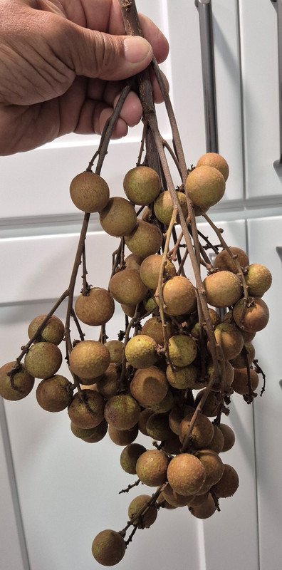 Longan (Brad) pic1