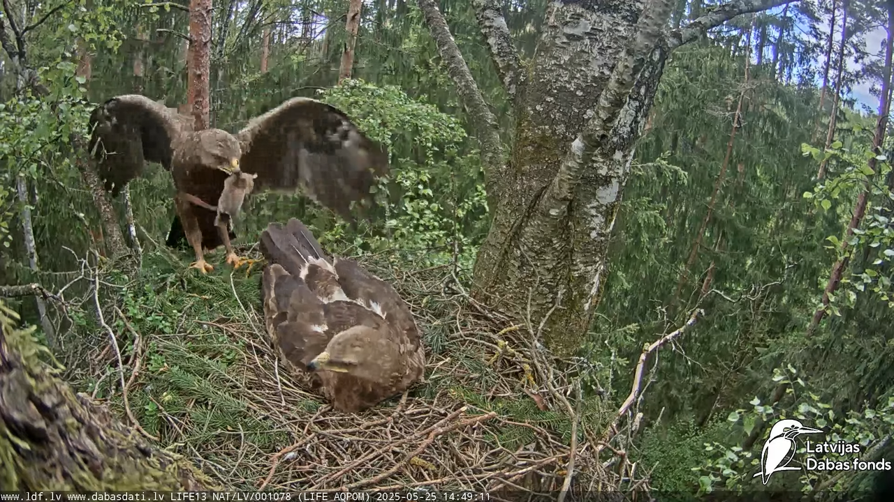 Mazais ērglis (Clanga pomarina), ligzda bērzā 15-11-36 screenshot