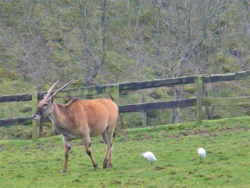 PARQUE NATURAL DE CABÁRCENO-2-2-2011-CANTABRIA - Paseando por España-1991/2024 (13)