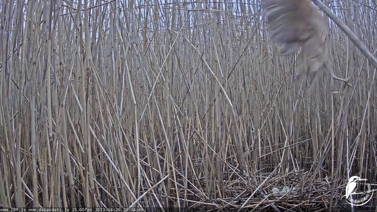 Lielais dumpis (Botaurus stellaris) Engurē - LDF tiešraide 9-49-4 screenshot