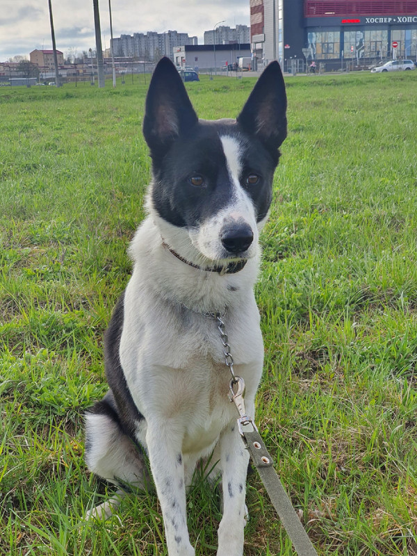 zigzag sits on the grass with sad look