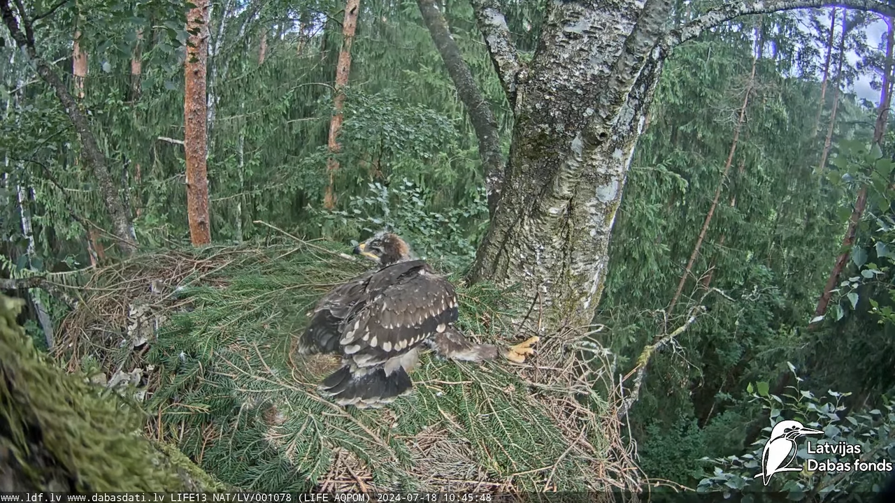 Mazais ērglis (Clanga pomarina), ligzda bērzā - LDF tiešraide 12-49-48 screenshot
