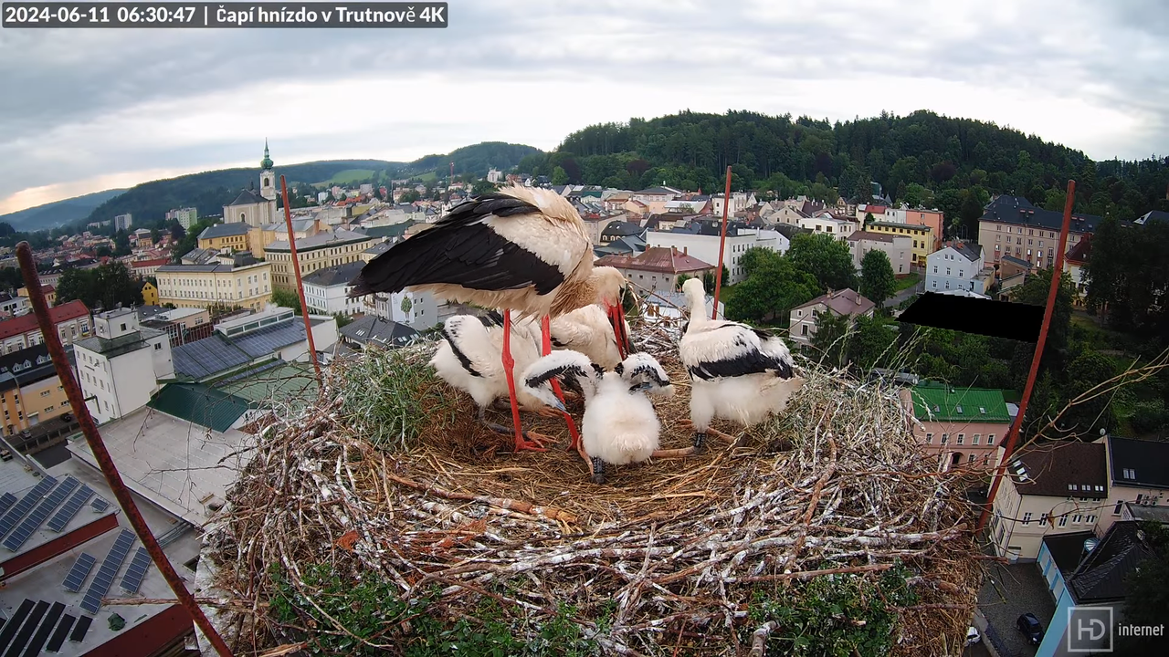 Tiešraidē no stārķa ligzdas uz alus darītavas skursteņa Trutnovā 10-18-32 screenshot