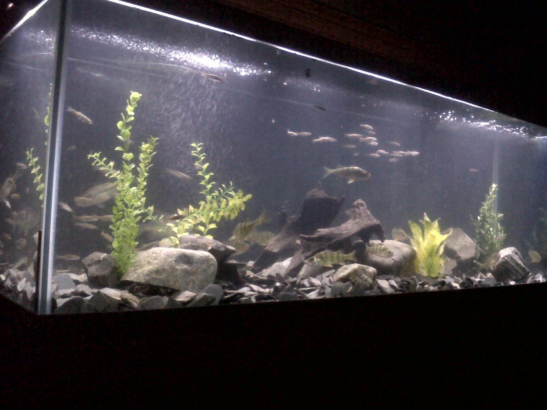 IMG00127-20110926-1713_2