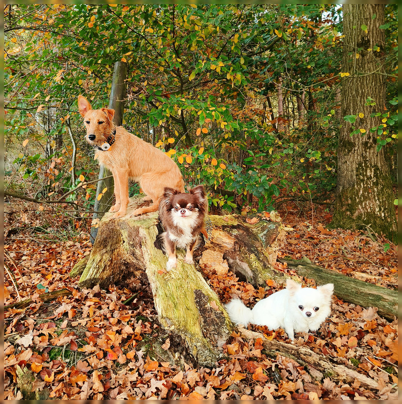 Lumii_20251019_165254154