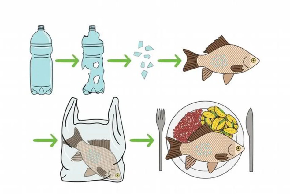 microplastica pesci