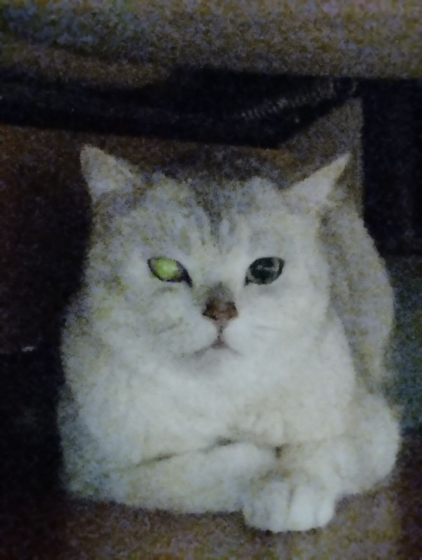 IMG_20240403_154049_357