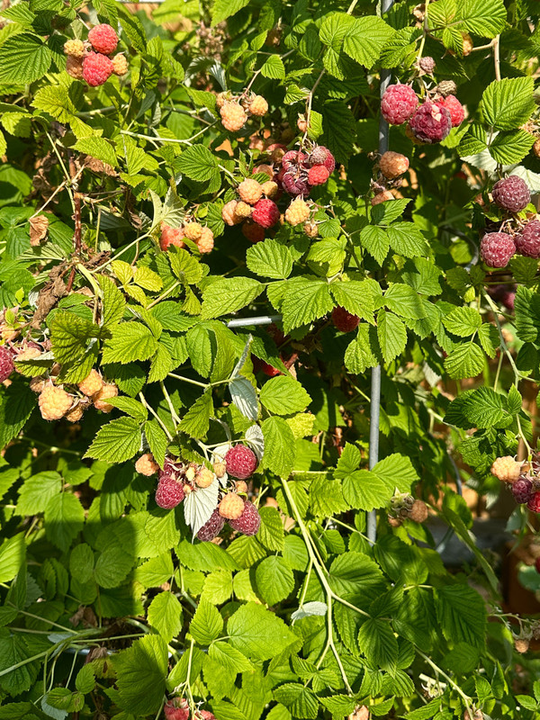 blackberry-3.jpg