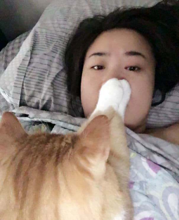 20 смешных зверей, которые очень удивили своих хозяев поутру