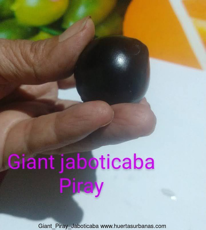 Huertasurbanas_com-IMG-20211018-WA0146_2.jpg-20211018_202645Giant_Piray_Jaboticaba