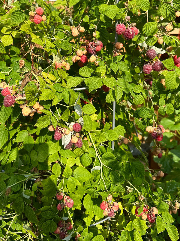 berries-10.jpg