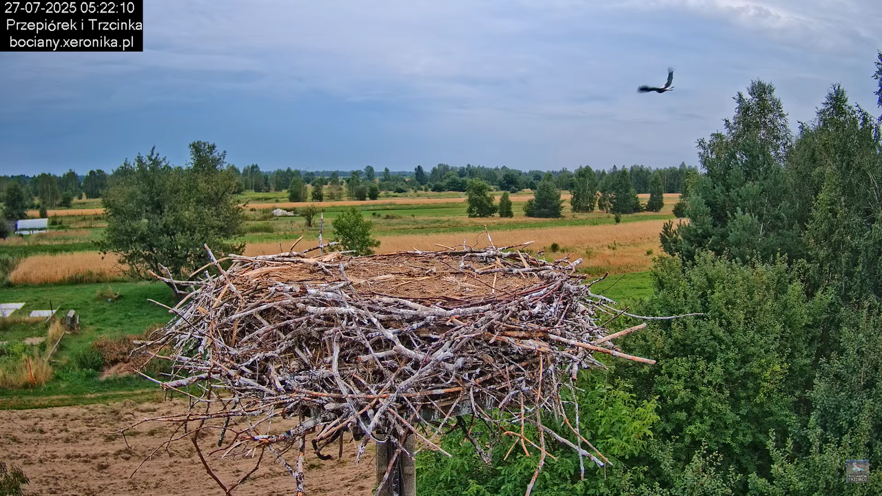 27072025bociany6
