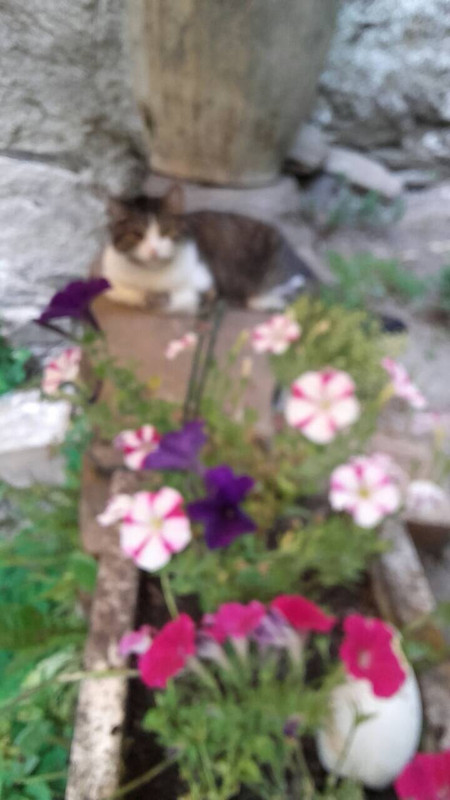 5BDC374B-8B85-4BE9-8F18-04E301B82933