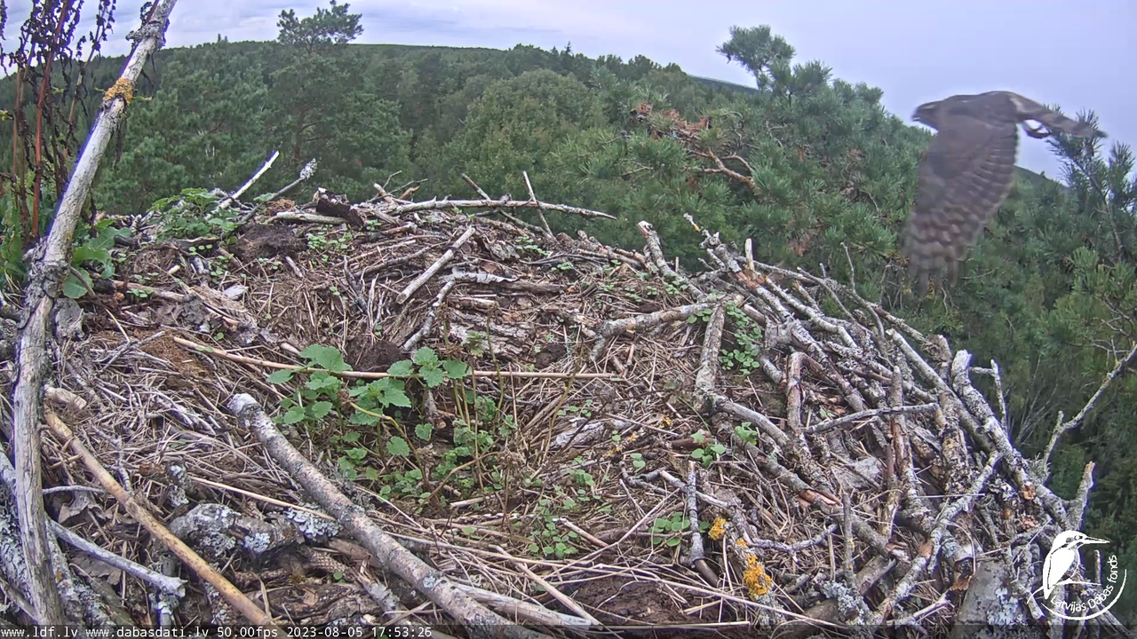Zivju ērgļi (Pandion haliaetus) Kurzemē - LDF tiešraide 6-21-26 screenshot
