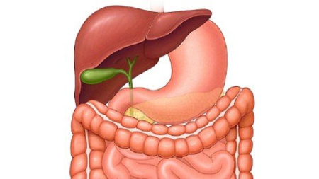 Human Anatomy for Abdomen, Pelvis & Thorax region