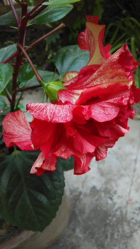 Black Hibiscus Plant