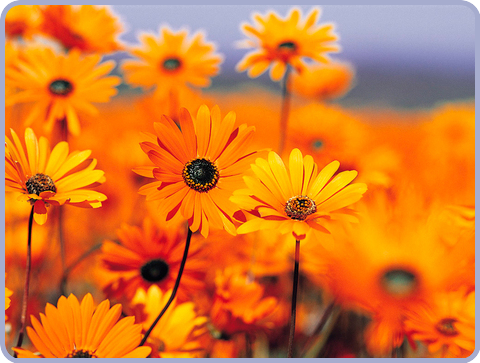 zonnebloemen.png