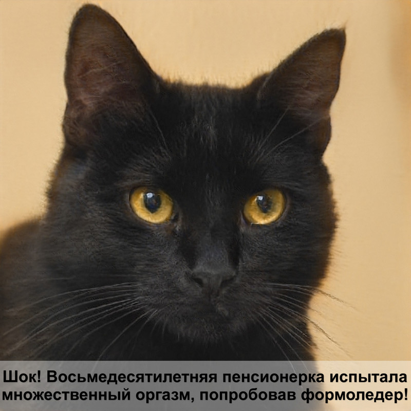 кот чихает шерсть выпадает