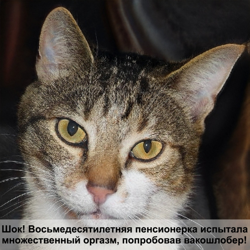 реакция котов на валерьянку