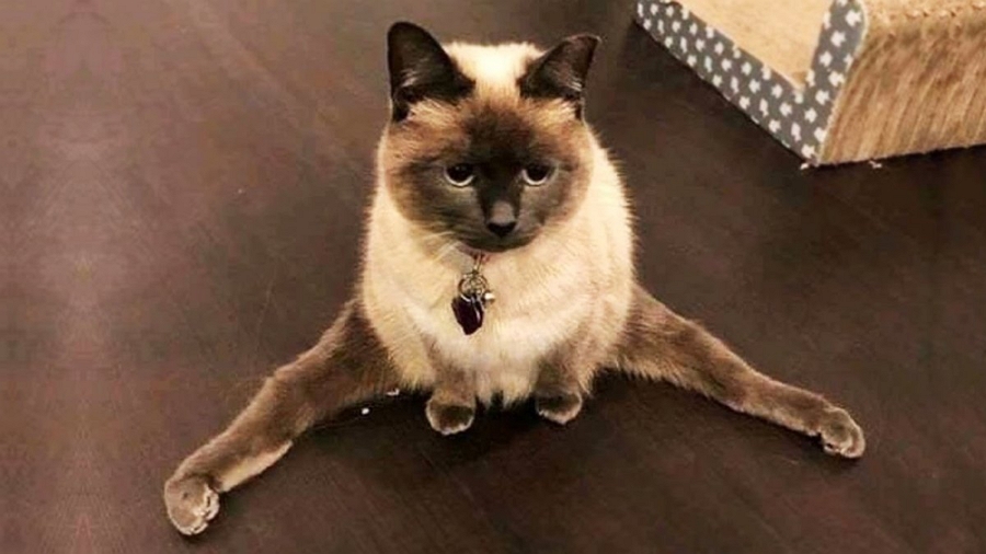 1685494969-polinka-top-p-smeshnie-koti-k