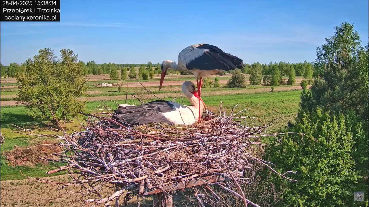 28042025bociany
