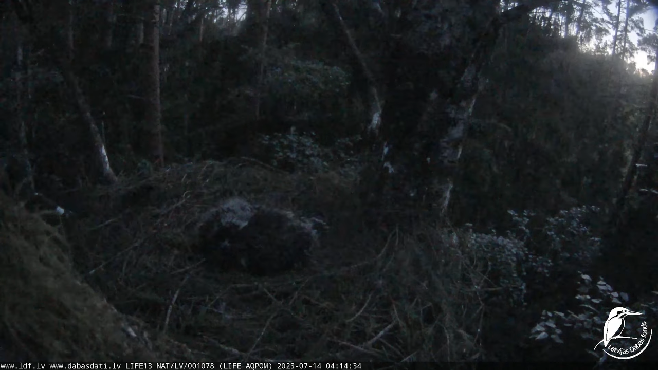 LDF Mazais ērglis (Clanga pomarina), ligzda bērzā 12-48-44 screenshot