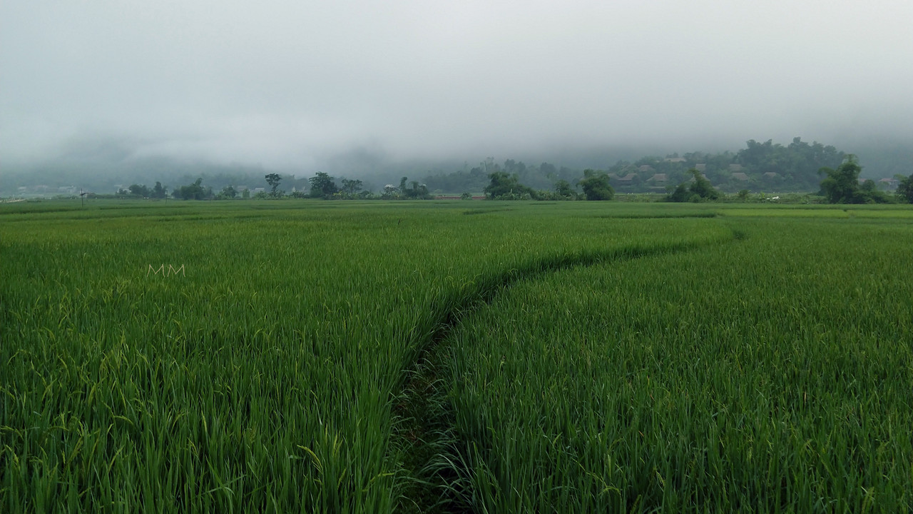 [Image: greenfield-2mm.jpg]
