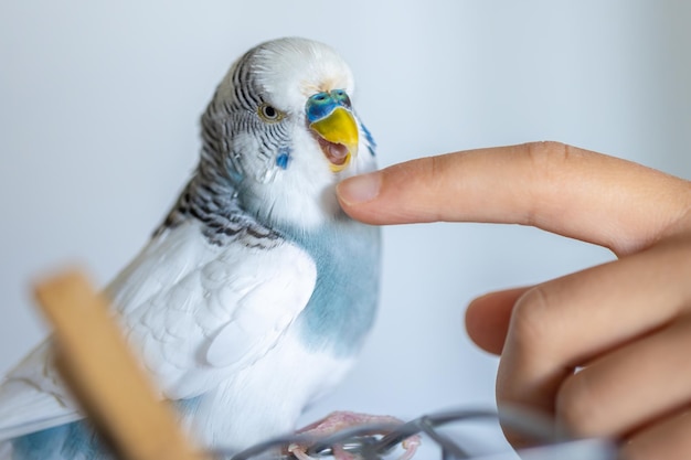 Exotic Birds for Sale Online California