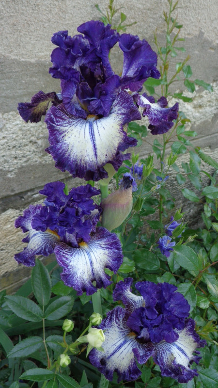 DSC04269
