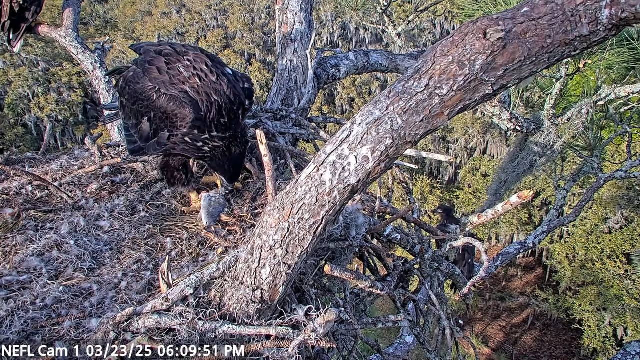 NEFL Cam 1 — tiešraidē Bald Eagle Cam 3-52-12 screenshot