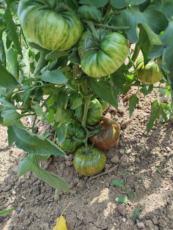 [Слика: IMG-20220819-143445.jpg]