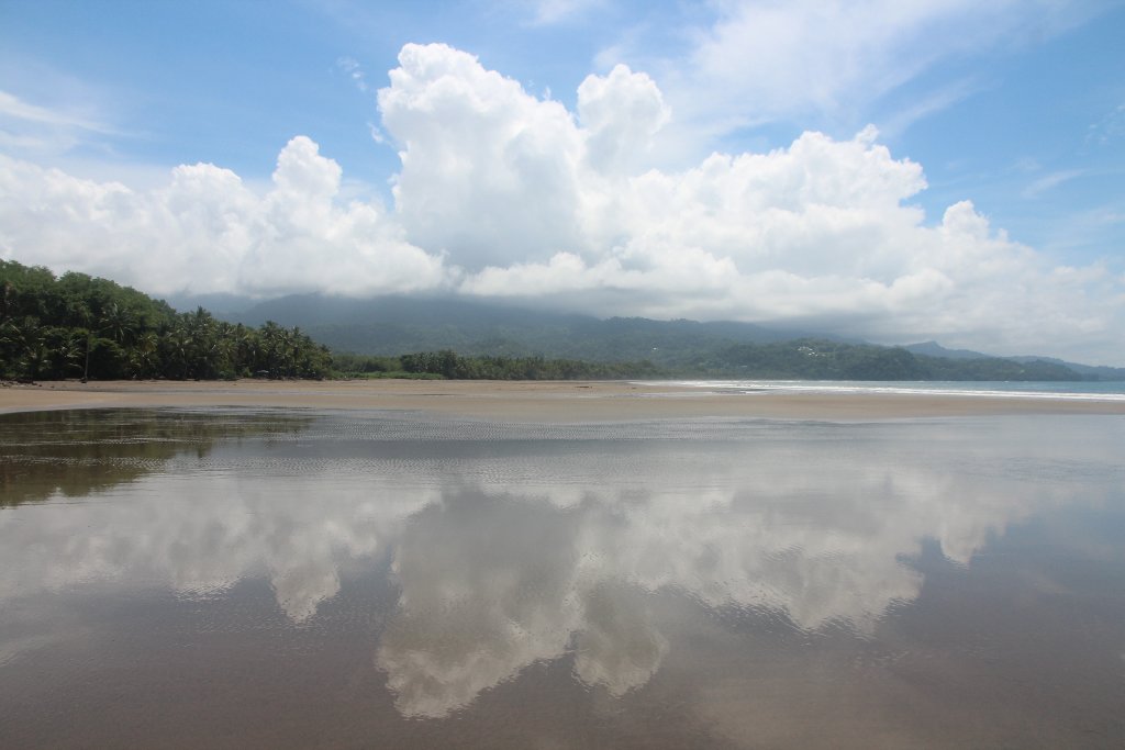 DIA 15: PARQUE MARINO BALLENA Y CONCLUSIONES - DE TORTUGAS Y PEREZOSOS. COSTA RICA 2019 (7)