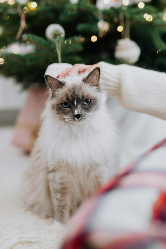 ΚΑΘΕΤΗ-ΛΕΖΑΝΤΑ-6-768x1152