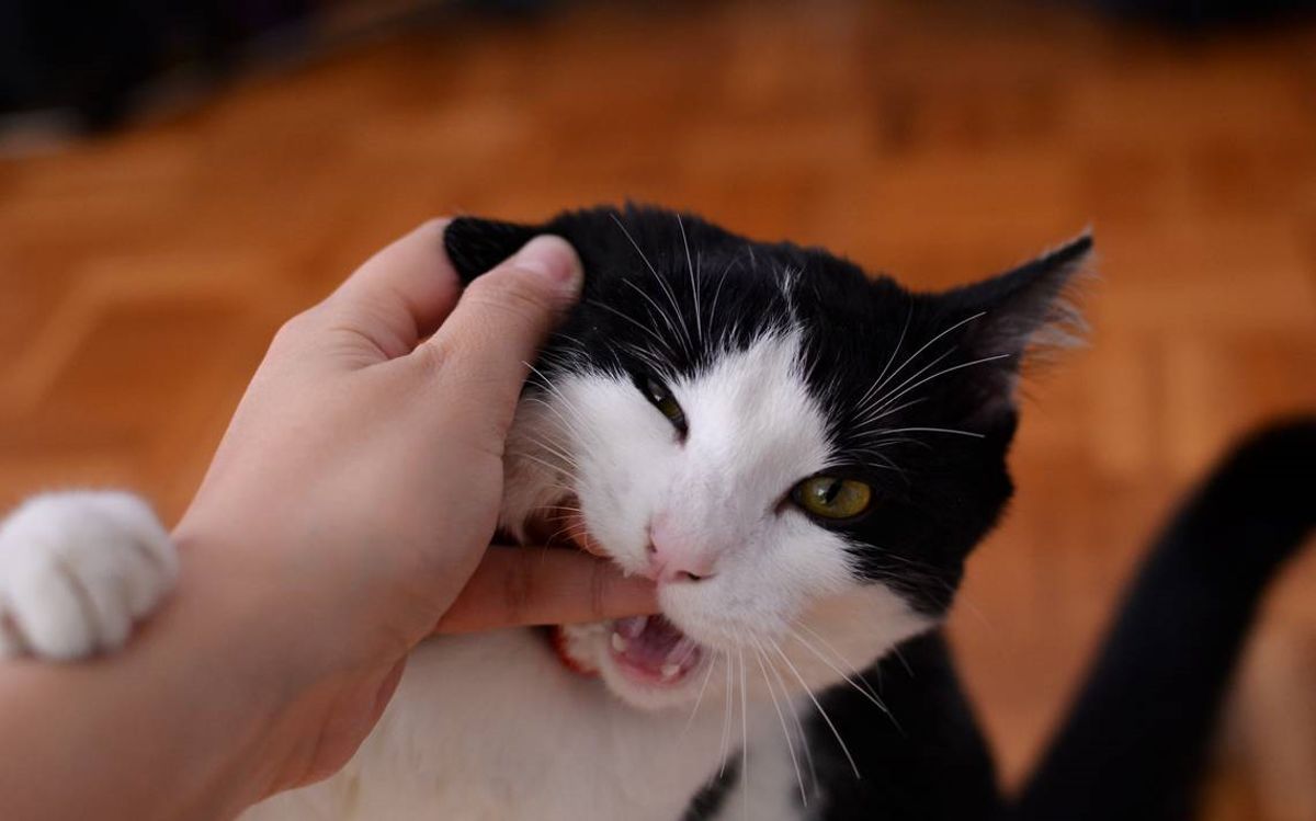 uomo morto dopo morso gatto
