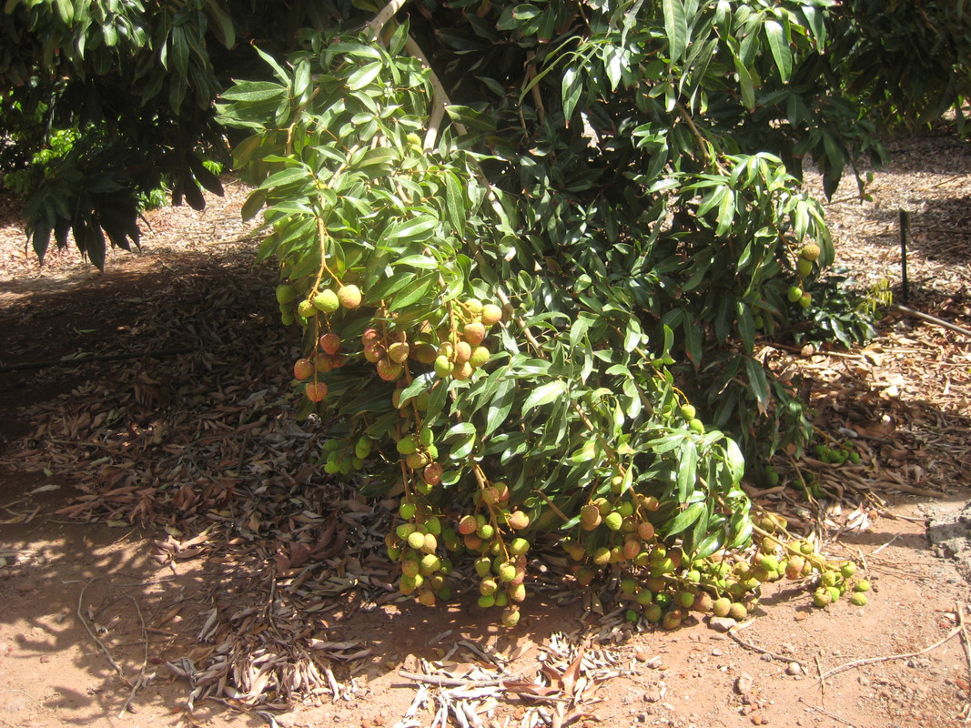 IMG_7416 Litchi