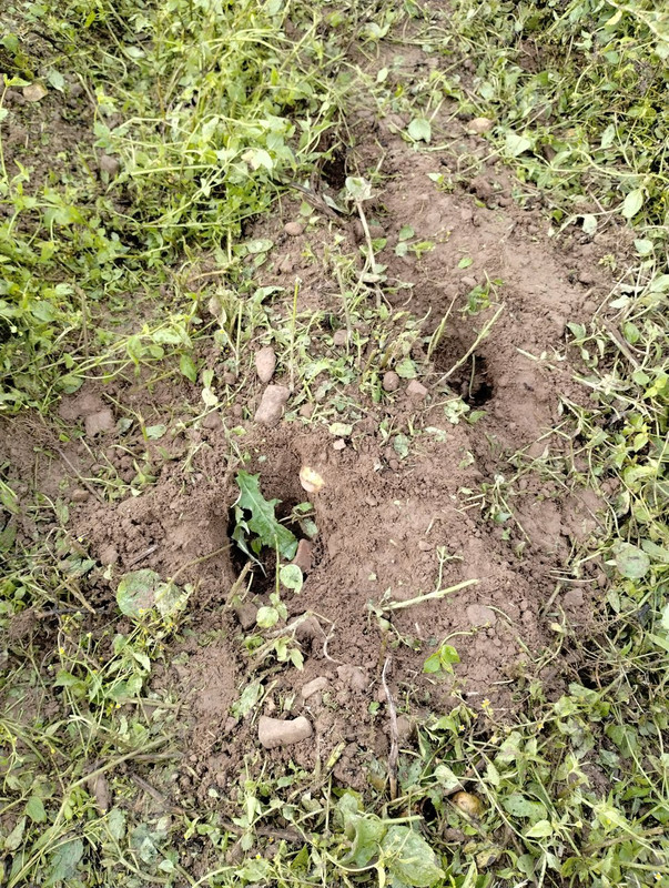 IMG_20251015_135239809