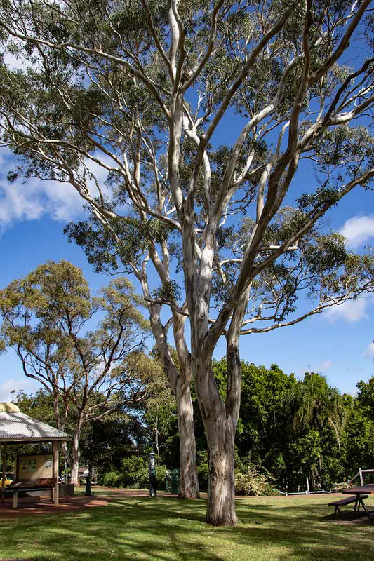 (Not up a) gum tree!