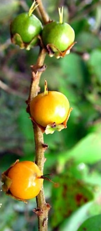Byrsonima coccolobifolia