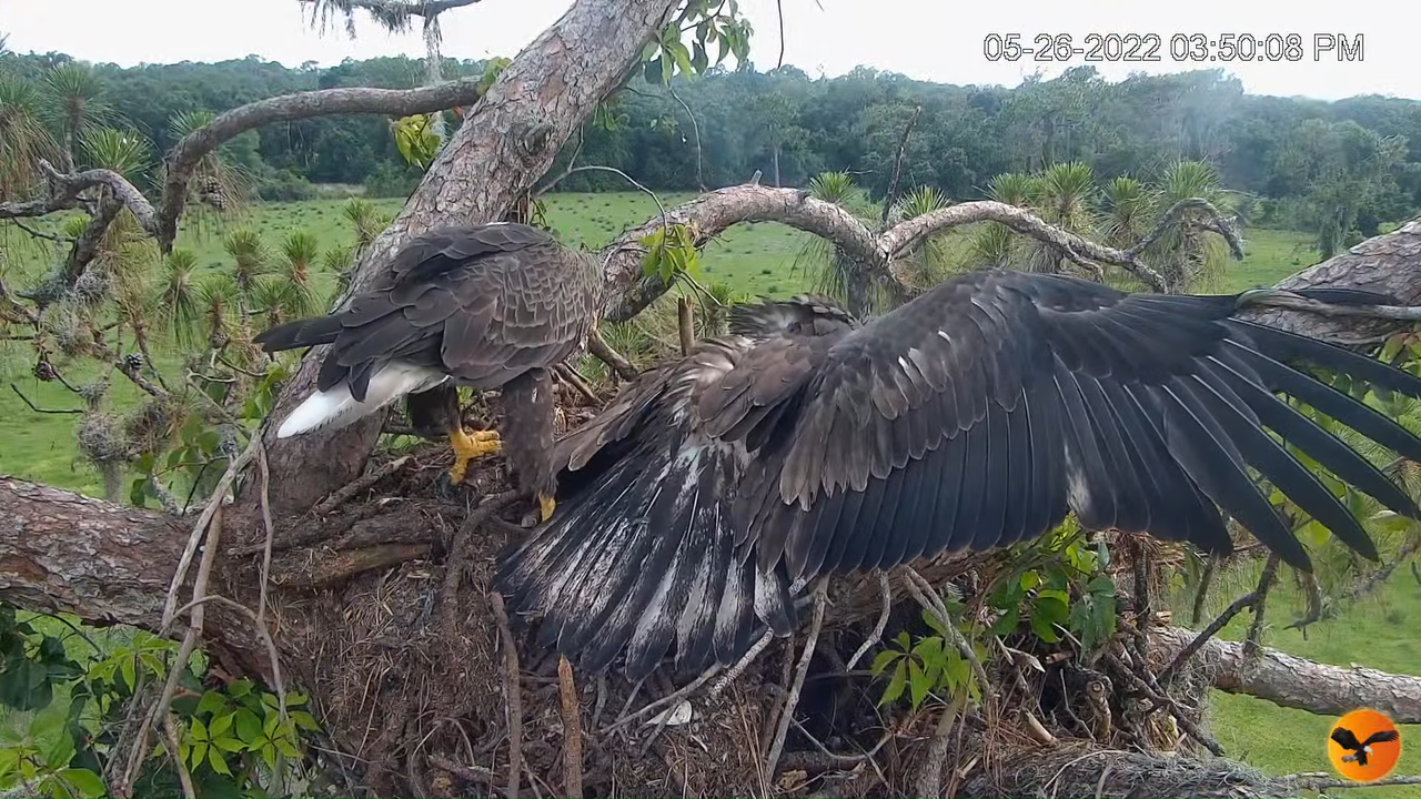EC Nest Cam 3-25-15 screenshot (1)