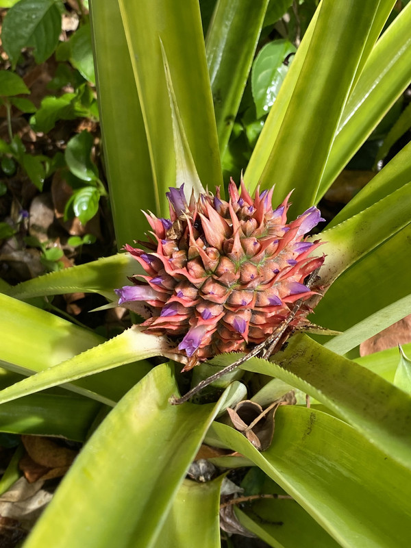 pina32022