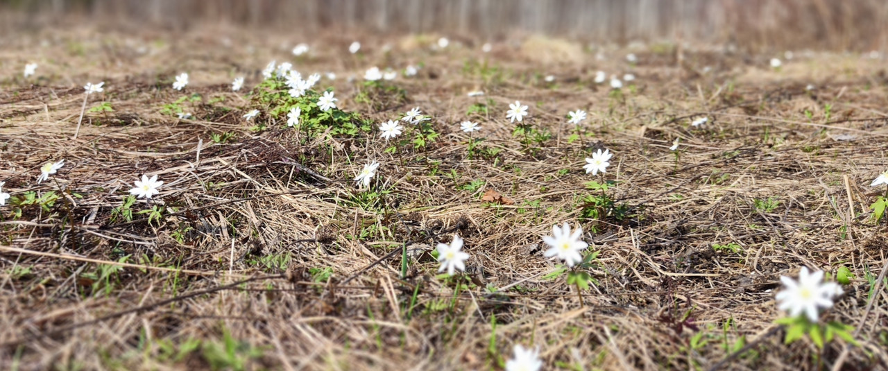 IMG-20240420-201226.jpg