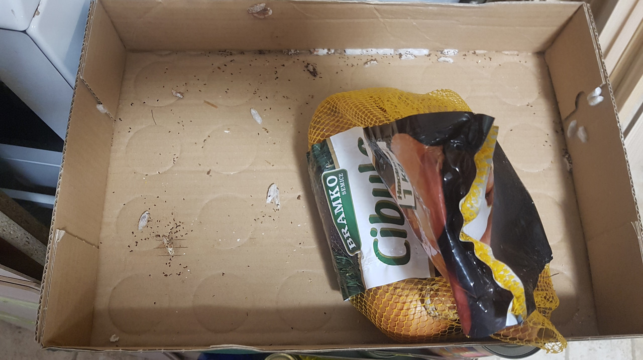 zavíječ bez pylu_20230912_190023