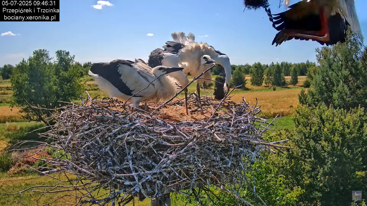 05072025bociany27