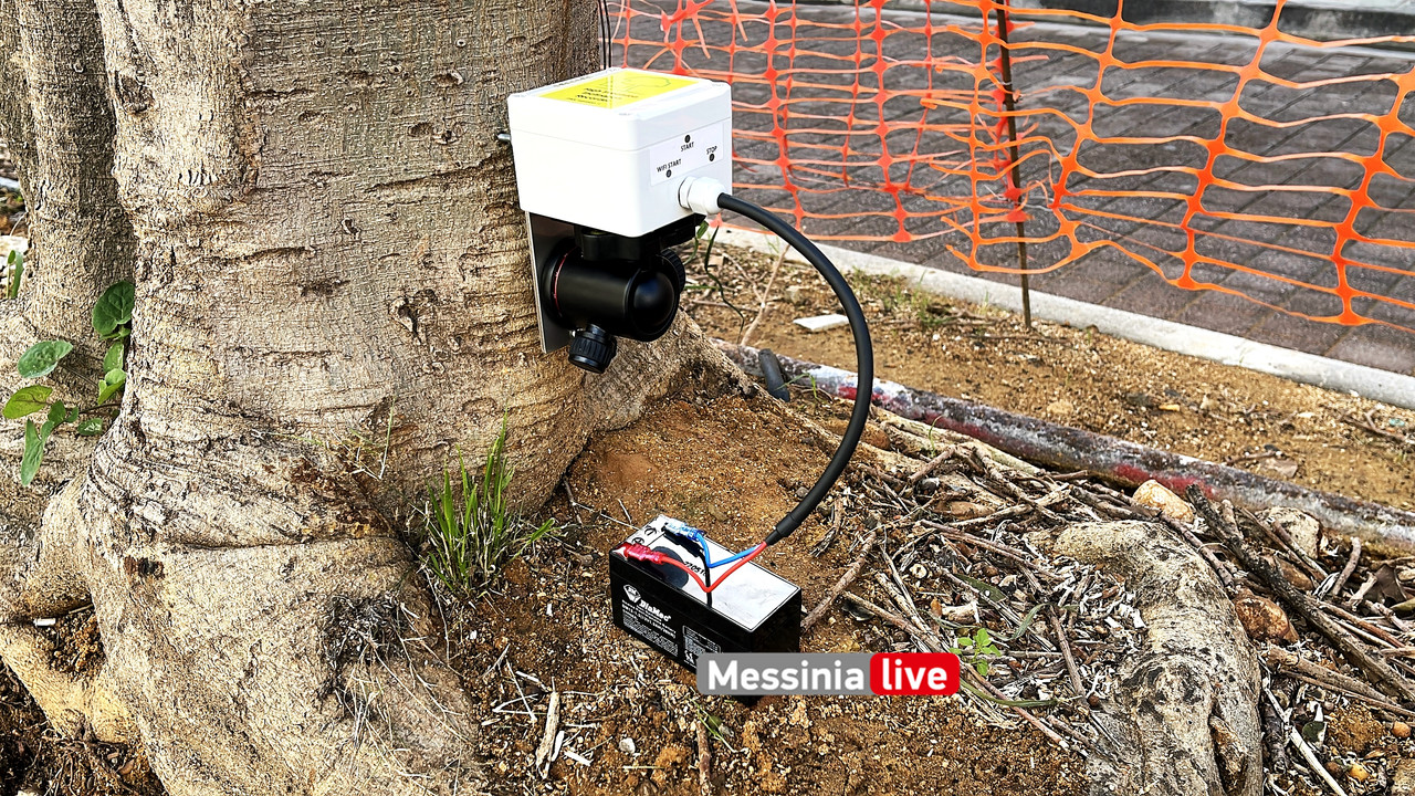 δεντρα 23IMG_9003